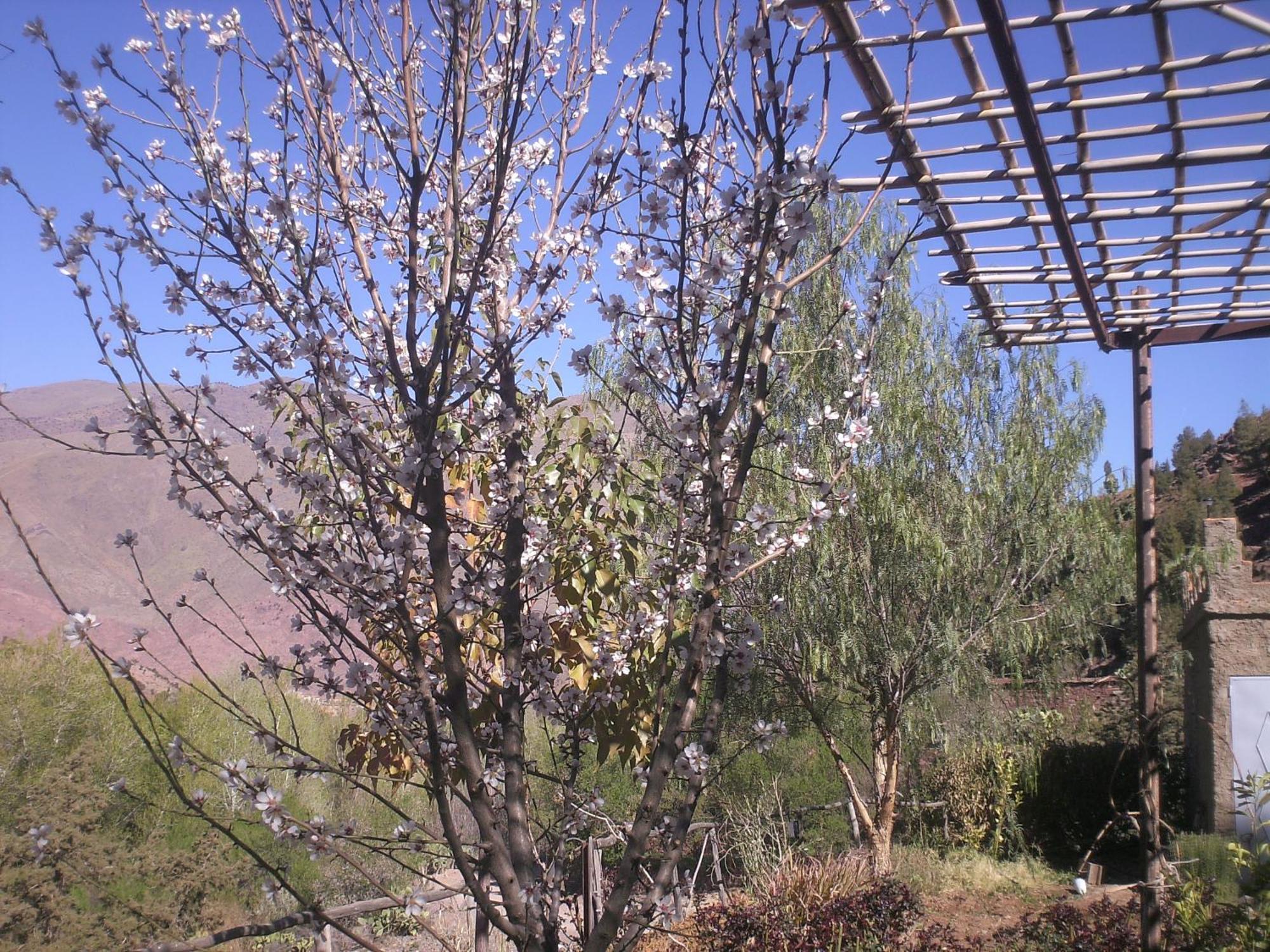 Auberge Tigmmi N'Tamazirte อิจโจกัก ภายนอก รูปภาพ